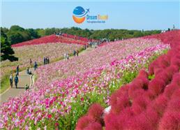 [HCM] Tour Nhật Bản Mùa Thu 2025: Tokyo - Phú Sĩ - Cỏ Kochia